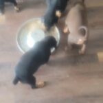 Dobies! in El Paso, Texas