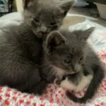 Grey Kitties 3 Of Them And A White One With Gray in Homestead, Florida