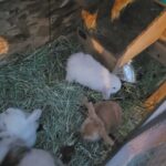 Pure bred Pedigre Holland Lop Bunnies in Post Falls, Idaho