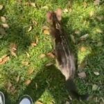 Marble Bengal Cat in Fontana, California