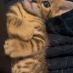 Sandy Bengal Kitten for sale! in Fontana, California