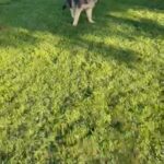 German Shepherd Puppy in Stockton, California