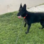 Solid Black AKC German Shepherd in Stockton, California