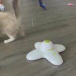 Blue Bi Color Ragdoll in Atlantic City, New Jersey