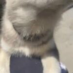 Husky Puppy in Los Angeles, California