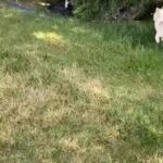 3 Husky puppies in Lancaster, California