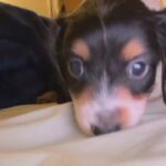 adorable baby dachshunds puppies for sale in Arizona City, Arizona