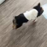 Yorkie for Sale in Arizona City, Arizona
