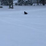 Black German Shepherds in Arizona City, Arizona