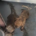 Cane corso / pit terrier in Arizona City, Arizona