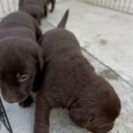 Baby Chocolate Lab Puppies in Fontana, California