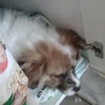 Shih-Mo Puppy in Queens, New York