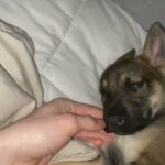 6 Week Old German Shepherd x Husky Mix in Champlin, Minnesota