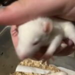 Pet Rats For Rehoming Soon in Bradenton, Florida