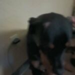 rottweiler going to good home in Jacksonville, Florida