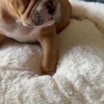 Pocket bully Puppy in Pleasanton, California