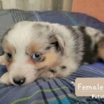 Minnie Aussies in Madison, Wisconsin