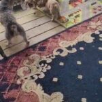 Tiny toy poodles in Sevierville, Tennessee