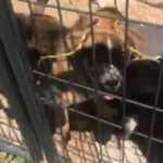 Husky Mix Puppies in Oklahoma City, Oklahoma