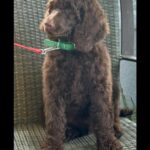 Akc Standard Poodle in Lehigh Acres, Florida