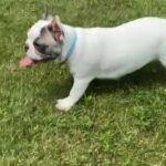 AKC French Bulldog in Macomb, Illinois