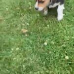 Small beagle Mix in Macomb, Illinois