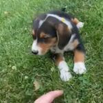 Beagle Mix in Macomb, Illinois