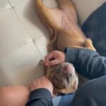 Female English Bulldog Puppy 43w in Naples, Florida