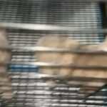 French Bulldogs in Chicago, Illinois