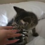small female kitten in Portland, Oregon