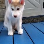 Husky Puppy in Chicago, Illinois