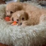 Mini Cavapoo Puppies in Chicago, Illinois