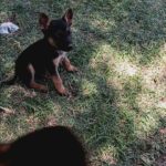 Healthy German shepherds puppies in Phoenix, Arizona