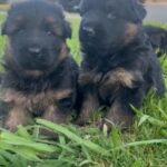 German Shepherd Long Hair in Yuba City, California