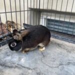 Baby Bunny in Logan, Utah