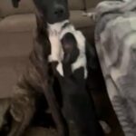 Boxer Mix puppy Ready For Adoption in Dallas, Texas