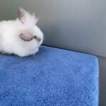 Lionhead Holland Lop Rabbit For Sale in Tahlequah, Oklahoma
