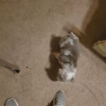 2 female English bulldogs in Lafayette, Louisiana