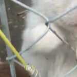 German Shepherd Pupps in Chicago, Illinois