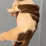 3 Weeks - Chocolate Tri Ticked - Female in Chicago, Illinois