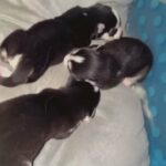 Ice Blue eyes New Born Husky Pups in Arizona City, Arizona