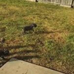 Nellie Needs a new home in Arizona City, Arizona