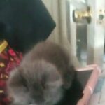 Grey cat looking for a home in Bellflower, California