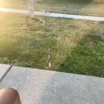 Lemon drop beagle for sale in Arizona City, Arizona