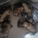 Cane corso / pit terrier in Arizona City, Arizona