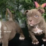 Exotic Bullies in Los Angeles, California