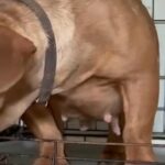 Ukc Registered Chocolate Female Looking For New Home in Indianapolis, Indiana