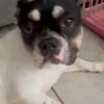 French Bulldog 7 Months Female in San Antonio, Texas