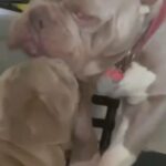 ABKC Registered Lilac Ghost Tri Looking for new home in Indianapolis, Indiana