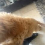 Male Cavapoo  For Sale in Homestead, Florida